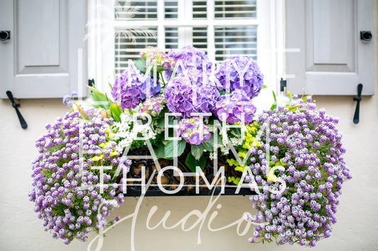 Charleston Charm - Window Box 3 Mary Beth Thomas