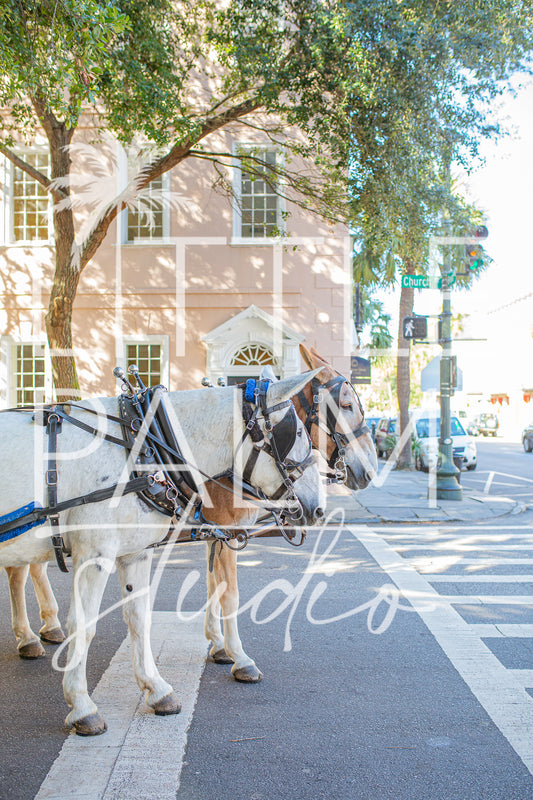 Charleston Charm - Church Street Horse Carriage