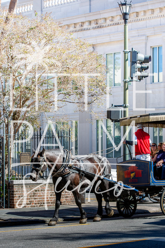 Charleston Charm - Horse Carriage 2